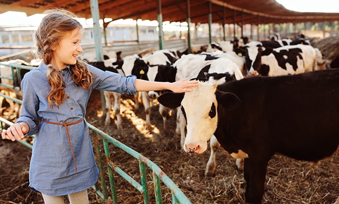 Young girl feeding cow on farm